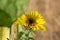 Little sunflower opens its petals in Kyiv Kiev Botanical garden