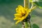 Little sunflower opens its petals in Kyiv Kiev Botanical garden