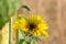 Little sunflower opens its petals in Kyiv Kiev Botanical garden