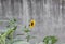 Little sunflower, wall in the background.