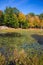 The little swamp overgrown with water plants