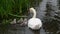 Little swan cygnets with adult swan