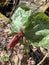 Little Sweet Betsy Trillium