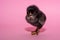 little, sweet, fluffy thoroughbred chicken, stands proudly on a pink background