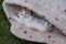 Little sweet kitty completely relaxed in a basket