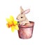 Little sweet rabbit with spring narcissus flower in a flowerpot. Lovely watercolor Easter bunny