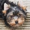 Little sweet Yorkie looks into a camera`s lens