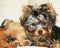 Little sweet Yorkie looks into a camera`s lens with next to her