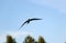 Little swift bird flies spreading its wings.  spring swallow flies against  background of nature, flapping its wings, and soars