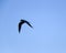 Little swift bird flies spreading its wings.  spring swallow flies against  background of nature, flapping its wings, and soars