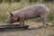 Little swine, young pig, piglet, eating out of a metal trough.