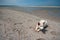 Little swiss shepherd dog lying on a beach