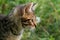 Little tabby blue cat in the green summer grass