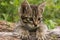 Little tabby blue cat in the green summer grass