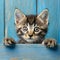 Little tabby cat curiously peeking out from behind blue background. Pets adoption,help for pets. copy space, Generative AI