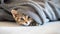 Little tabby cat under blanket
