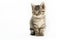 Little tabby European Shorthair kitten isolated on white background.