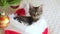 Little tabby kitten in a Christmas hat. Adorable sleeping small kitten curled up in a red and white Santa hat, ready for