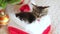 Little tabby kitten in a Christmas hat. Adorable sleeping small kitten curled up in a red and white Santa hat, ready for