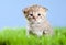 Little tabby kitten Scottish on green grass