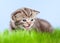 Little tabby kitten Scottish meowing on grass