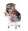 Little tabby kitten in shopping cart isolated