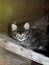 Little Taby kitten relaxing on a piece of wood.