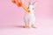 Little tame rabbit eating a carrot pink background