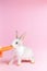Little tame rabbit eating a carrot pink background