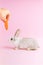 Little tame rabbit eating a carrot pink background