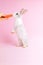 Little tame rabbit eating a carrot pink background