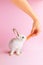 Little tame rabbit eating a carrot pink background