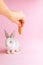 Little tame rabbit eating a carrot pink background