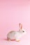 Little tame rabbit on pink background. Dwarfish pet