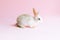 Little tame rabbit on pink background. Dwarfish pet