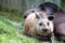 Little tapir with his mum, lying on the grass, at the zoological park