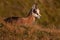 Little tatra chamois laying down in mountains in summer.