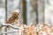 Little tawny owl Strix aluco sitting on a tree branch covered with snow