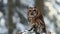Little tawny owl Strix aluco sitting on a tree branch covered with snow
