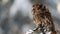 Little tawny owl Strix aluco sitting on a tree branch covered with snow