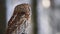 Little tawny owl Strix aluco sitting on a tree branch covered with snow