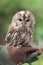 Little tawny owl in summer amid green grass sitting on glove