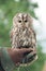 Little tawny owl in summer amid green grass sitting on glove