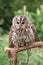 Little tawny owl in summer amid green grass sitting on glove