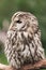 Little tawny owl in summer amid green grass sitting on glove