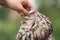 Little tawny owl in summer amid green grass sitting on glove