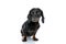 Little Teckel puppy dog with black fur looking away mystified