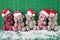 Little teddybears with Santa hats
