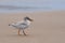 Little Tern chick