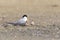 Little Tern family